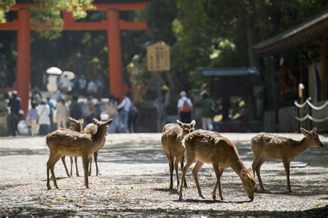 神話:48fpnmi66yg= 鹿|鹿の姿をしたアマテラスの使いーアメノカク – 國學院大學